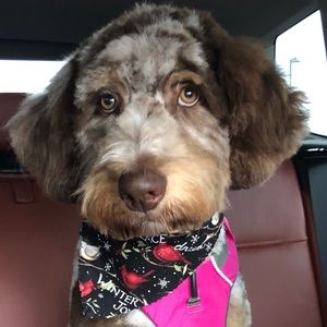 Meet your Posher, Mckenzie